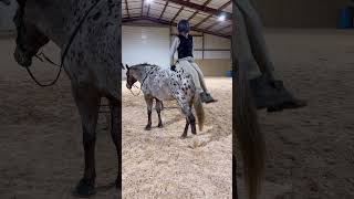 Random edit•video from Wednesday:) #equine#Appaloosa#horse#echo