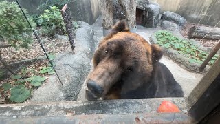 朝ごはんを食べるポンくん【‎2024年‎1月13日】【上野動物園】エゾヒグマ