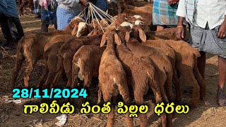 గాలివీడు సంత పిల్లల ధరలు #goat #గాలివీడుసంత #galiveedumarket