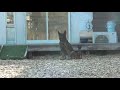 小型犬vs大型犬！勝つのはどっちだ！？