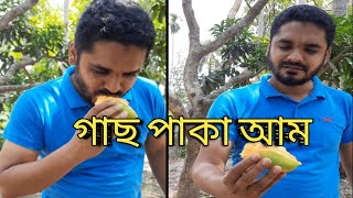 Natural Ripe Mango and Sour Green Mango  ||গাছ পাকা আম।।