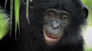 Cool Creatures of the Congo 🇨🇬 🇨🇩: Bonobo #greatapes #primates #primatesarenotpets #chimpanzees