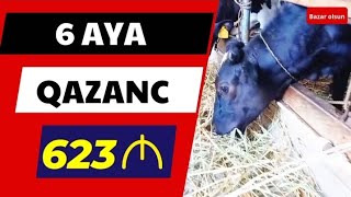 Xaçmaz mal bazarından aldığım danada 6 ayda nə qədər qazandım.Çəkilən xərc.Heyvana çəki necə qoyulur