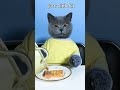 Grim Reaper: I Love Waffles! Don't Waste!🧇🤣| Funny Cat TikTok #topperguild #funnycat   #shorts