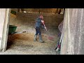 how to muck out a deep littered chopped rape straw stable bed chopped