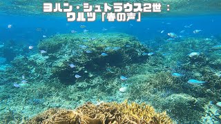 ４ｋ 「サンゴ礁と熱帯魚」「Coral reef and tropical fish」【4k 水中 UNDERWATER GoPro9】【宮古島　海　サンゴ　魚　シュノーケリング　水族館　観光　移住】