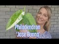 Philodendron 'Jose Buono' | Repot | Care tips