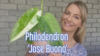 Philodendron 'Jose Buono' | Repot | Care tips