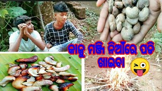 କାଜୁ ମଞ୍ଜି ନିଆଁରେ ପଡି ଖାଇବା || Kaju Manji Niare Padi Khaiba