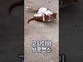 브로맨스