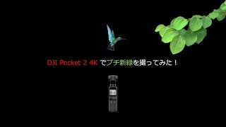 新緑の候！【DJI Pocket 2で4K撮影してみた！Vol.6】😊東京・武蔵関公園・石神井川ビオトープ・東伏見公園10kmウォーク＆ラン映像記録😊2022年4月17日（日）曇り・日中気温16℃