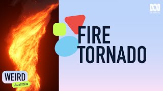 How does a fire tornado form? | Weird Australia | ABC Science