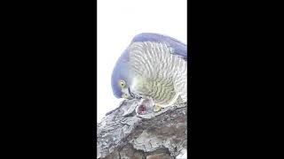 野生の小さなタカ【閲覧注意】雀鷹(ツミ) Sparrowhawk / Accipiter gularis