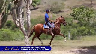 EMBRIÕES LOTE 15A   NEGRA DA SANTA ESMERALDA 1