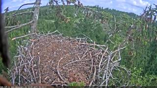 2015 07 16 18h15m48s juras erglis EagletFliesAwayFromTreeTop