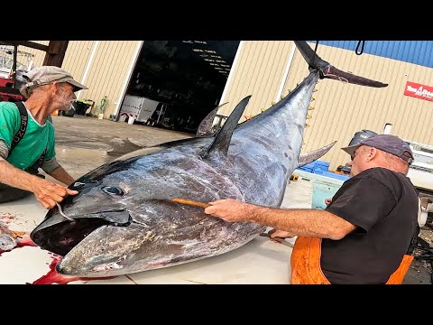 (Educational) Selling a 10 FT Long Bluefin Tuna {You'll NEVER See This on TV}