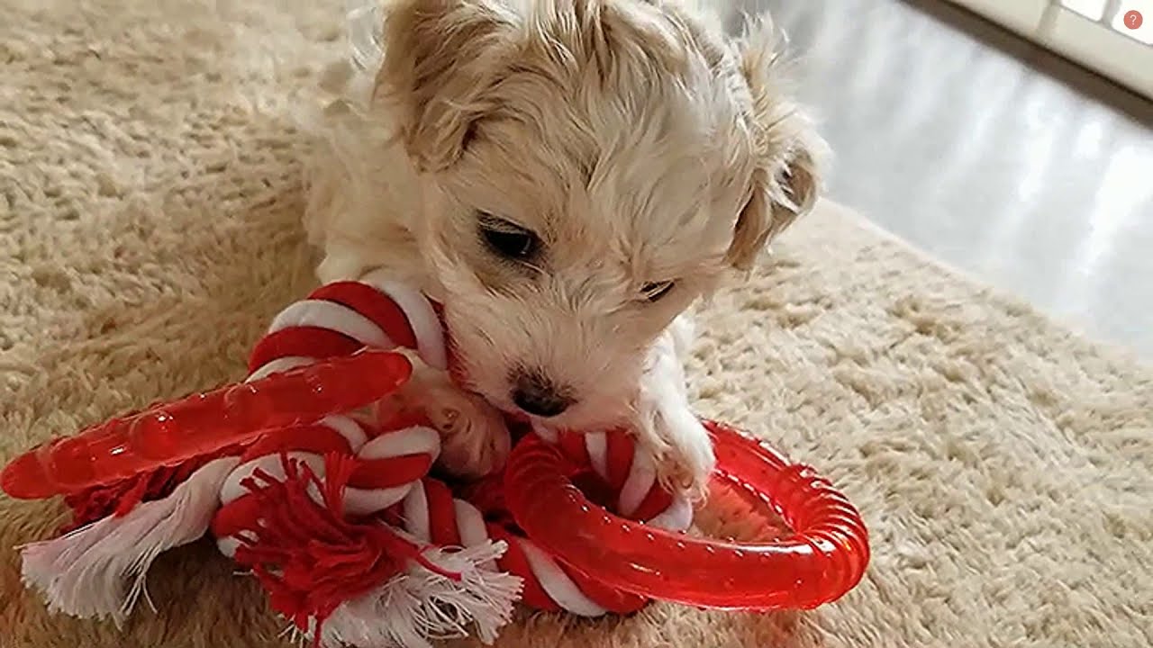 Cute Funny Puppies Compilation Youtube