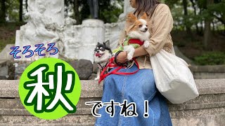 元保護犬チワワとパピヨンのかほご犬s、9月散歩日和です。[Chihuahua and Papillon Autumn Walk]