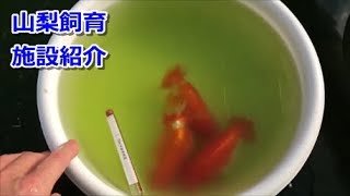 らんちゅう（金魚）ブリーダーの飼育記録 No.5（飼育設備）