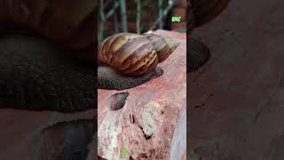 Giant African Land Snail l Snail #shorts #hievery1 #snail