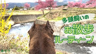 【犬７頭多頭飼い】ピットブル・グレートデーン・秋田犬・ボクサー・フレブルのお散歩ルーティーン