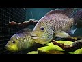 How to breed aggressive cichlids. Hole in the divider method.