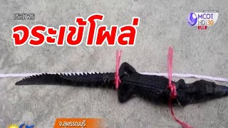 ชาวบ้านสุพรรณบุรีแตกตื่น พบจระเข้โผล่กลางบ่อทราย