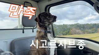 드라이브 좋아하는 댕댕이 #반려견 #puppy