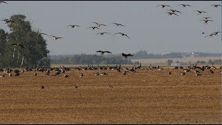 Hired to Hunt Season 4 #2:  It's Raining Birds - Duck and Goose Hunting.  Limit Hunts in Alberta