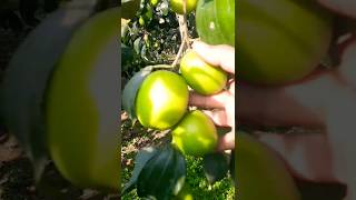 kul|Jujube Fruit| Apple Ber| Fruit Farm| Village 🙀 #viral #trending #food #ytshorts #shortvideo