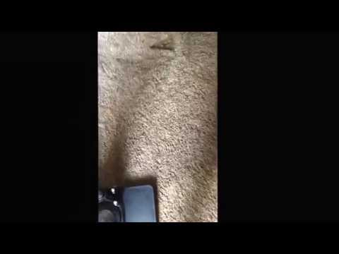 How to remove pet urine from carpet in Jackson tn How to remove pet urine from carpet in Jackson tn