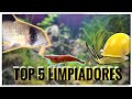 Estos animales dejaran tu tanque impecable, Top 5 limpiadores de tanques!!