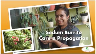 Sedum Burrito - Care & Propagation         #sedumburrito #donkeytail #succulents #gardening #plants