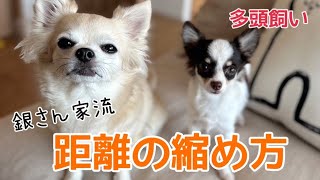 【多頭飼い】初日から２ヶ月銀さん家流距離の縮め方【チワワの銀さん】