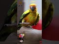 sun conure chick basic training day1 feel happy 😊 sunconure birds birdlovers pets bird withaj