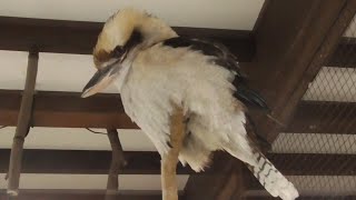 ワライカワセミ　【掛川花鳥園】