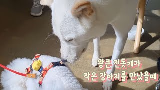 왕큰 진돗개가 작은 강아지를 만났을때