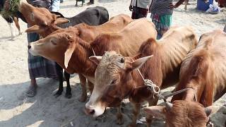 গরু মোটাতাজাকরনের জন্য হাট থেকে ষাড়ের দাম জানুন / হযরতপুর হাট থেকে ষাঁড় গরু কিনতে বিস্তারিত দেখুন