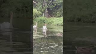 Feeding my Favorite Mute Swans at the Quequechan River Rail Trail