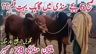 Today Multan Cow Mandi Fresh Video | Multan Mandi ki Video || Global Village Farming