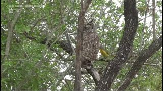 Wild Earth ~ Mrs Wig Chases A Wahlberg Eagle Away From Nest! Twiglet Is Getting So Big! 11.15.21