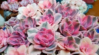 多肉植物 succulent plant 다육식물  웨스트레인보우금 합식 화려함작렬♡ 28회#花緋緞 수제 화분 #화비단 #화비단수제화분