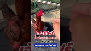 เจ้าซีโฟร์ เพชรนำโชค #นางฟ้าไก่ชน #นางฟ้าขอบสังเวียน #news #แคทสมายด์ #ตามติดขอบสังเวียน