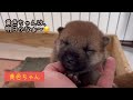 柴犬赤ちゃんの目が開きました☆生後12日目 柴犬 子犬 かわいい 癒し