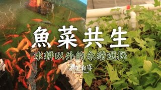 魚菜共生——水耕以外的永續選擇