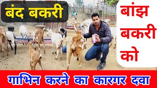 बांझ बकरी को गाभिन ऐसे करे | banjh bakri ki pehchan | banjh bakri ko gabhin kaise kare |