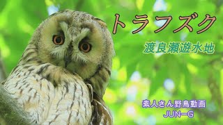 トラフズク (渡良瀬遊水地)　素人さん野鳥動画　＃トラフズク＃幼鳥