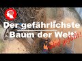 Der gefährlichste Baum der Welt - den wir jemals gefällt haben!