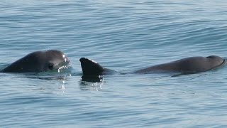 Vanishing Vaquita: Eyewitness to Extinction?