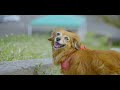 【4k】cinematic chihuachs・はなちゃんの休日 翠波高原（すいはこうげん）